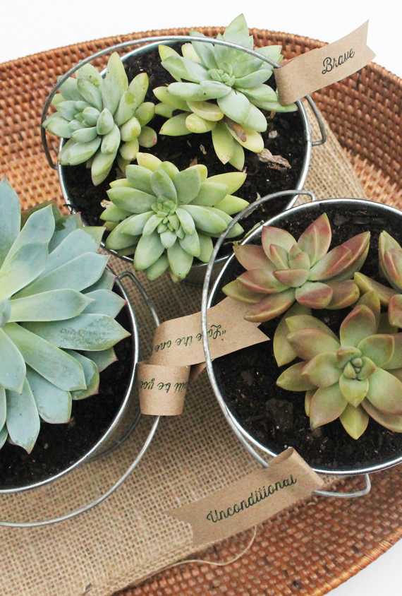 DIY succulent pots gift