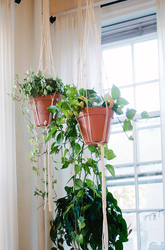 hanging plants | sweet root village