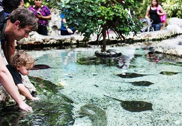 Sting rays