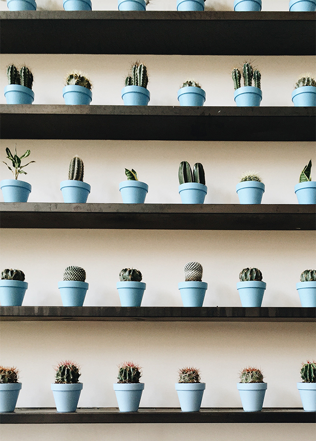 Blue pots + Cactus | In Honor of Design