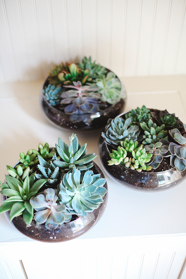 succulent bowls