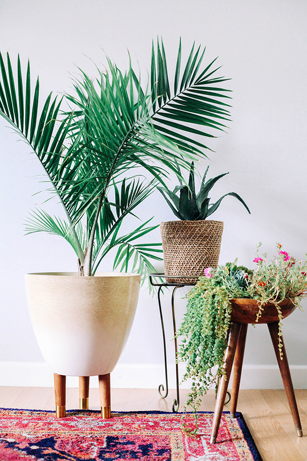 indoor + outdoor plant guide