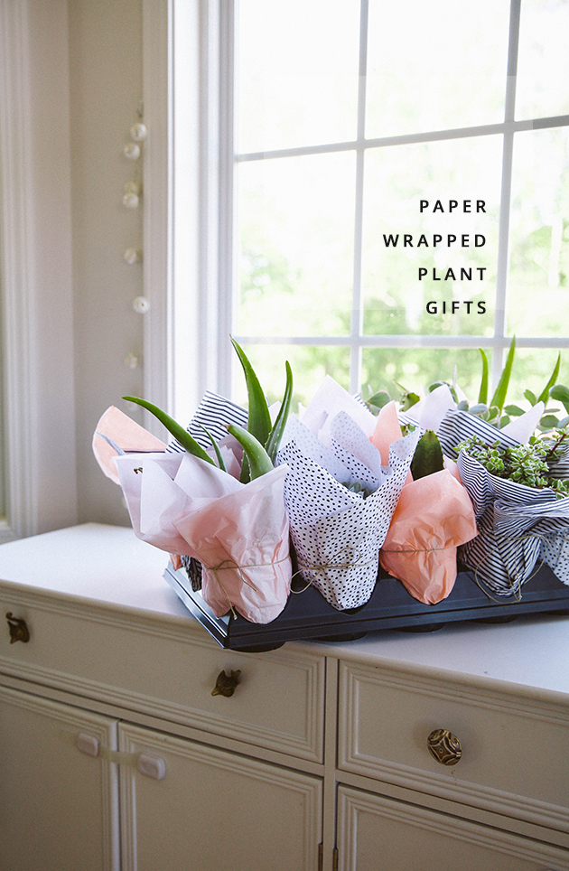 mother's day plant gifts