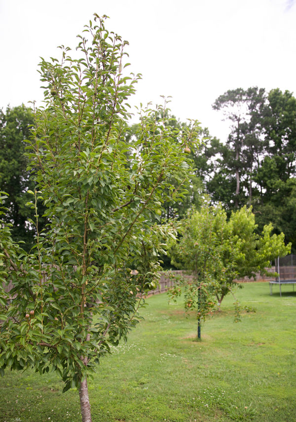 Backyard fruit trees + fruit bushes guide. - In Honor Of Design