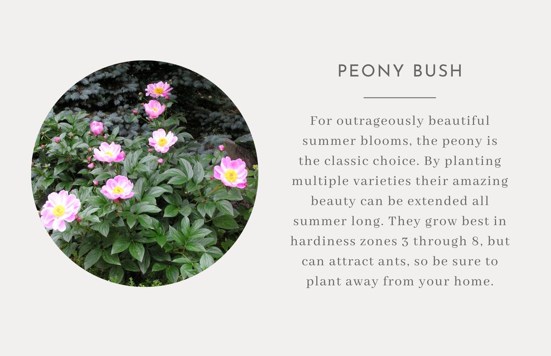 Peony bush