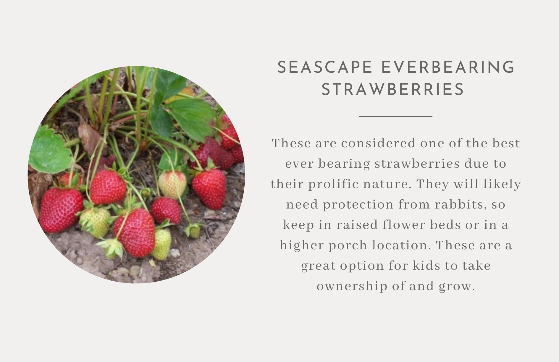 Strawberries- Edible landscape ideas