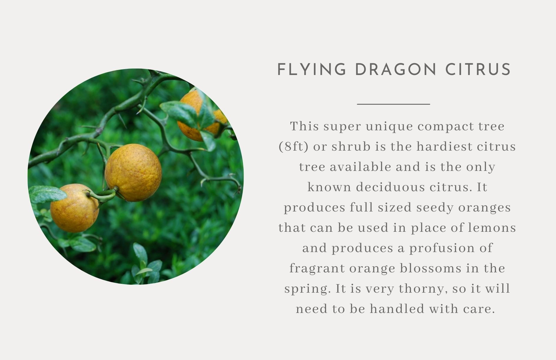 Flying dragon citrus bush - IHOD