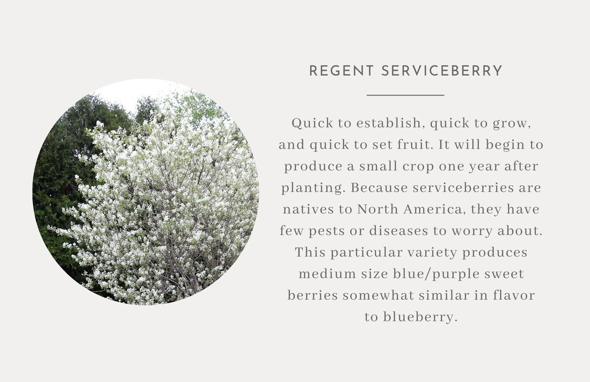 Regent Serviceberry- Edible trees and bushes