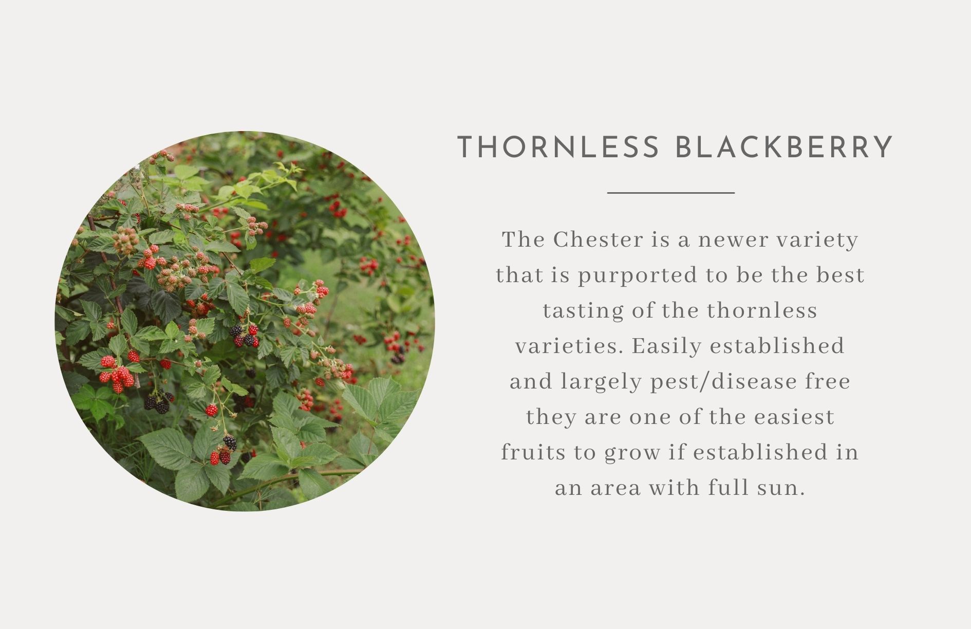 Thornless Blackberry - Edible trees and bushes