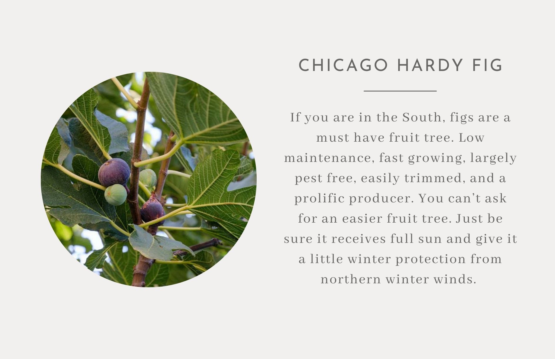 Chicago Hardy Plum - Edible trees and bushes