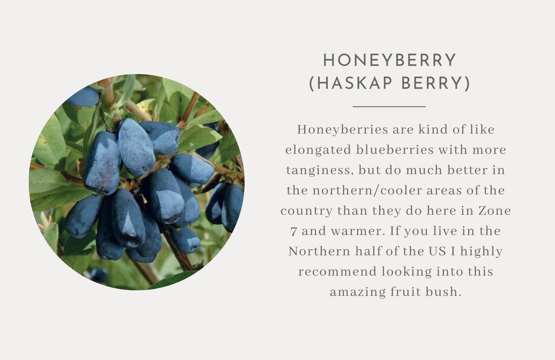 Honeyberry Bushes - Edible trees and bushes