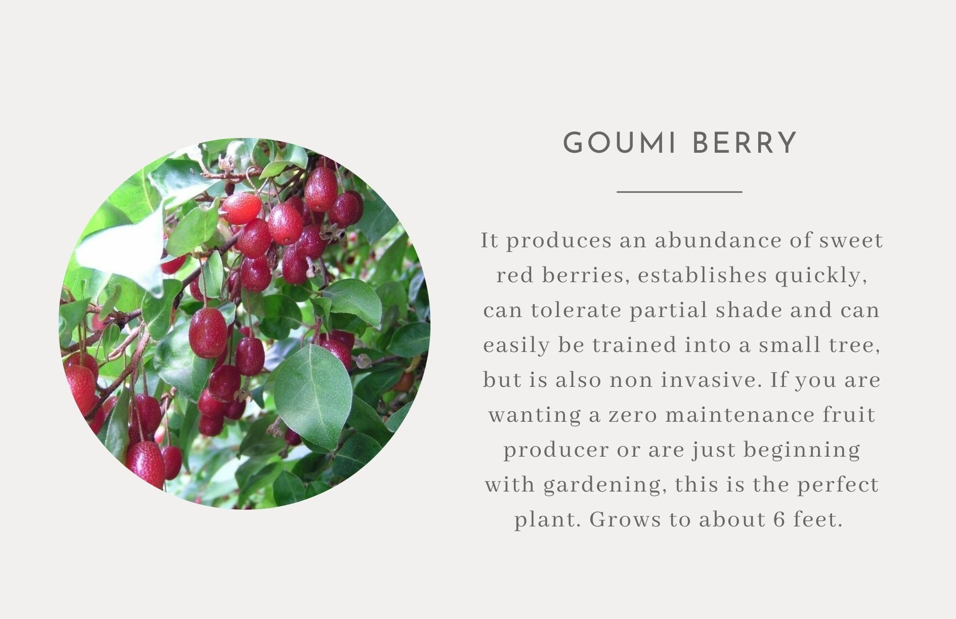 Goumi Berry - Edible trees and bushes