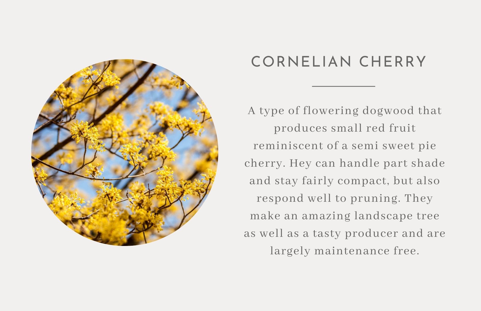 Cornelian Cherry - Edible landscape ideas