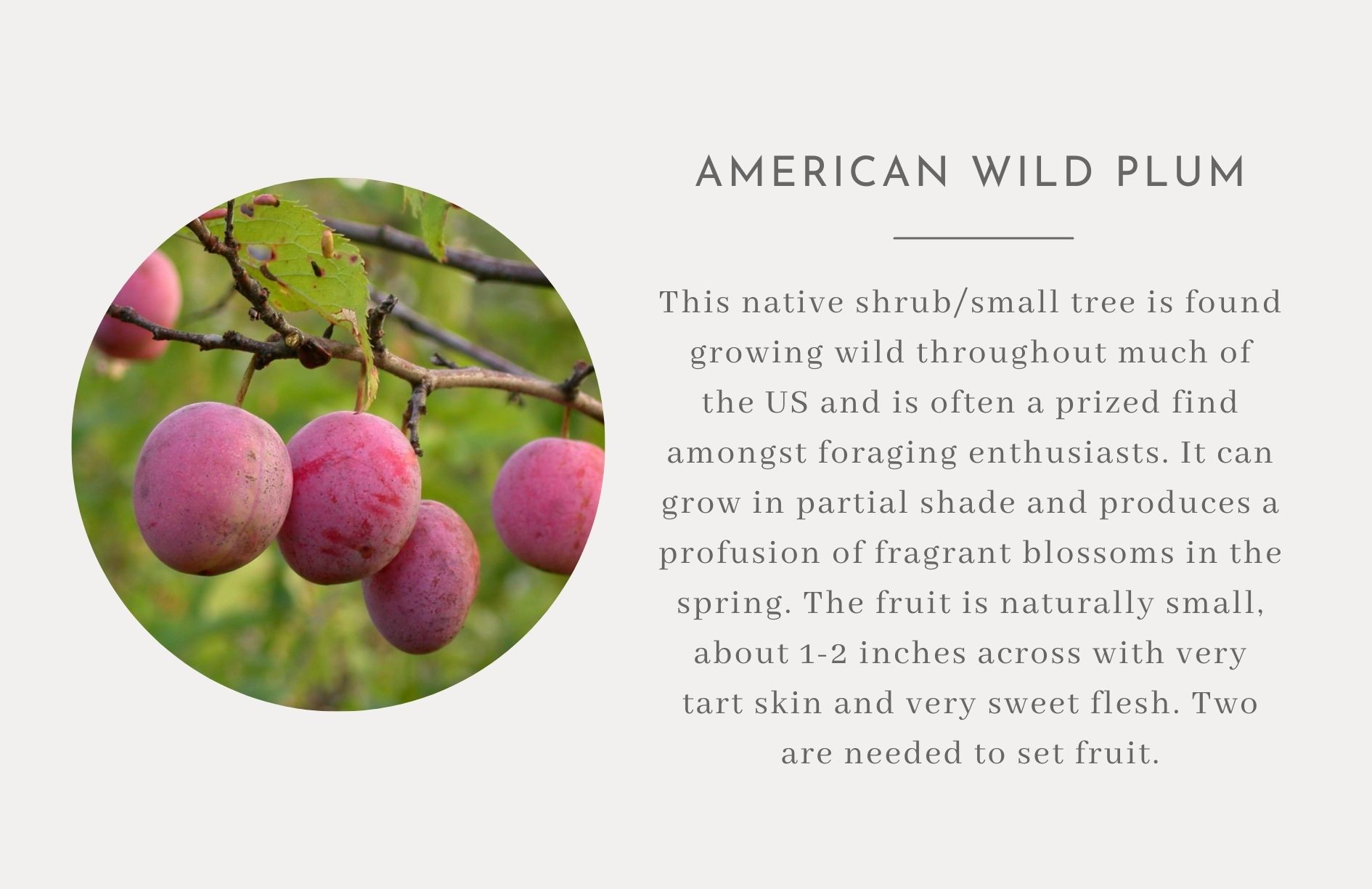 American Wild Plum - Edible trees and bushes