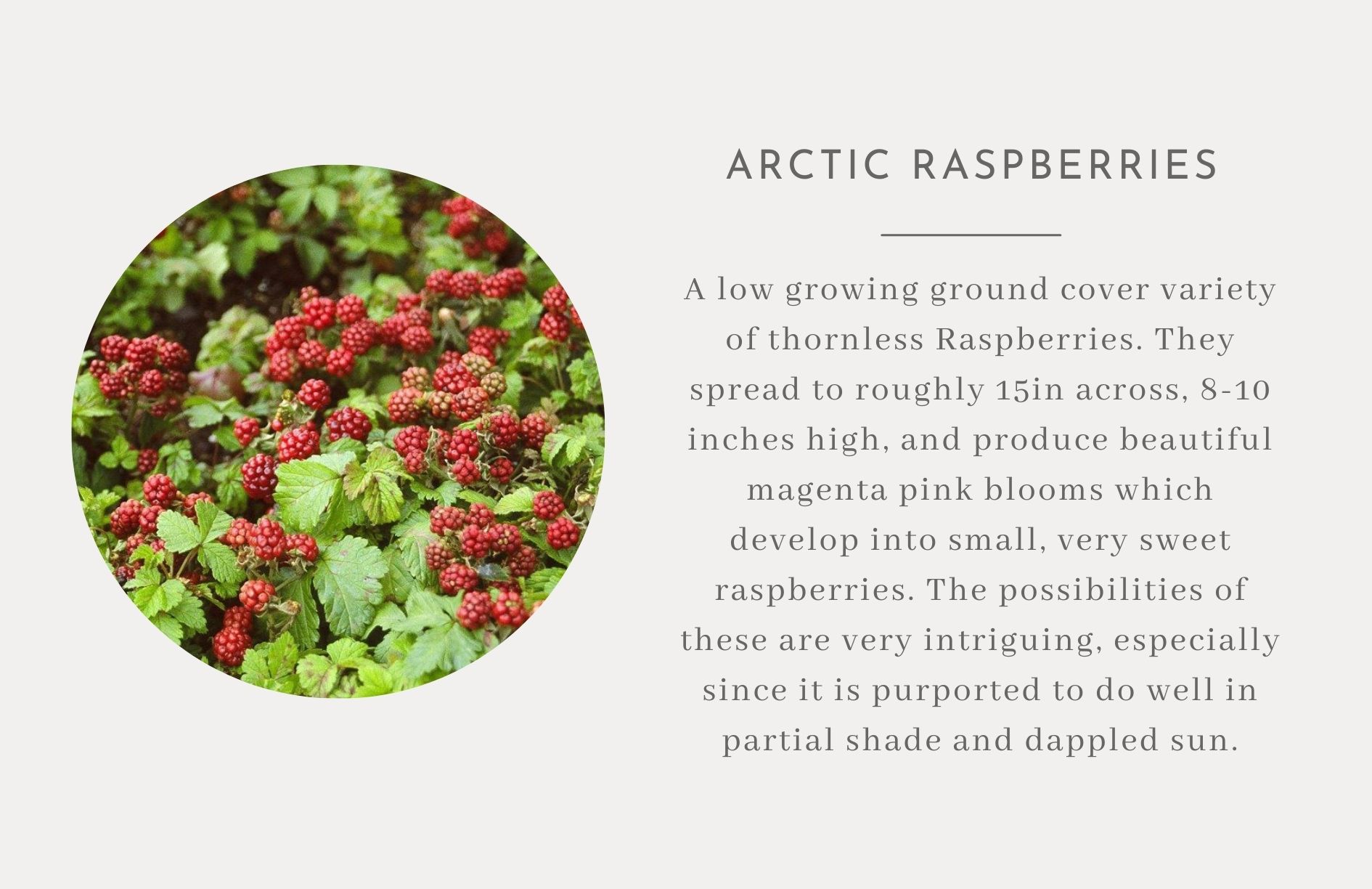 Arctic Raspberries - Edible landscape ideas