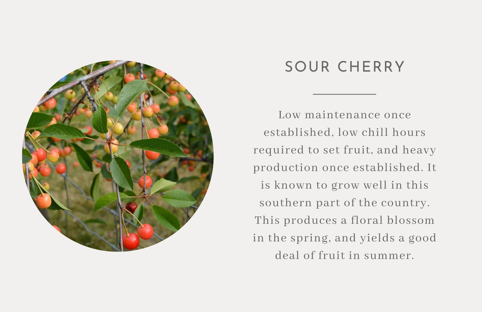 Sour Cherry - Edible trees and bushes