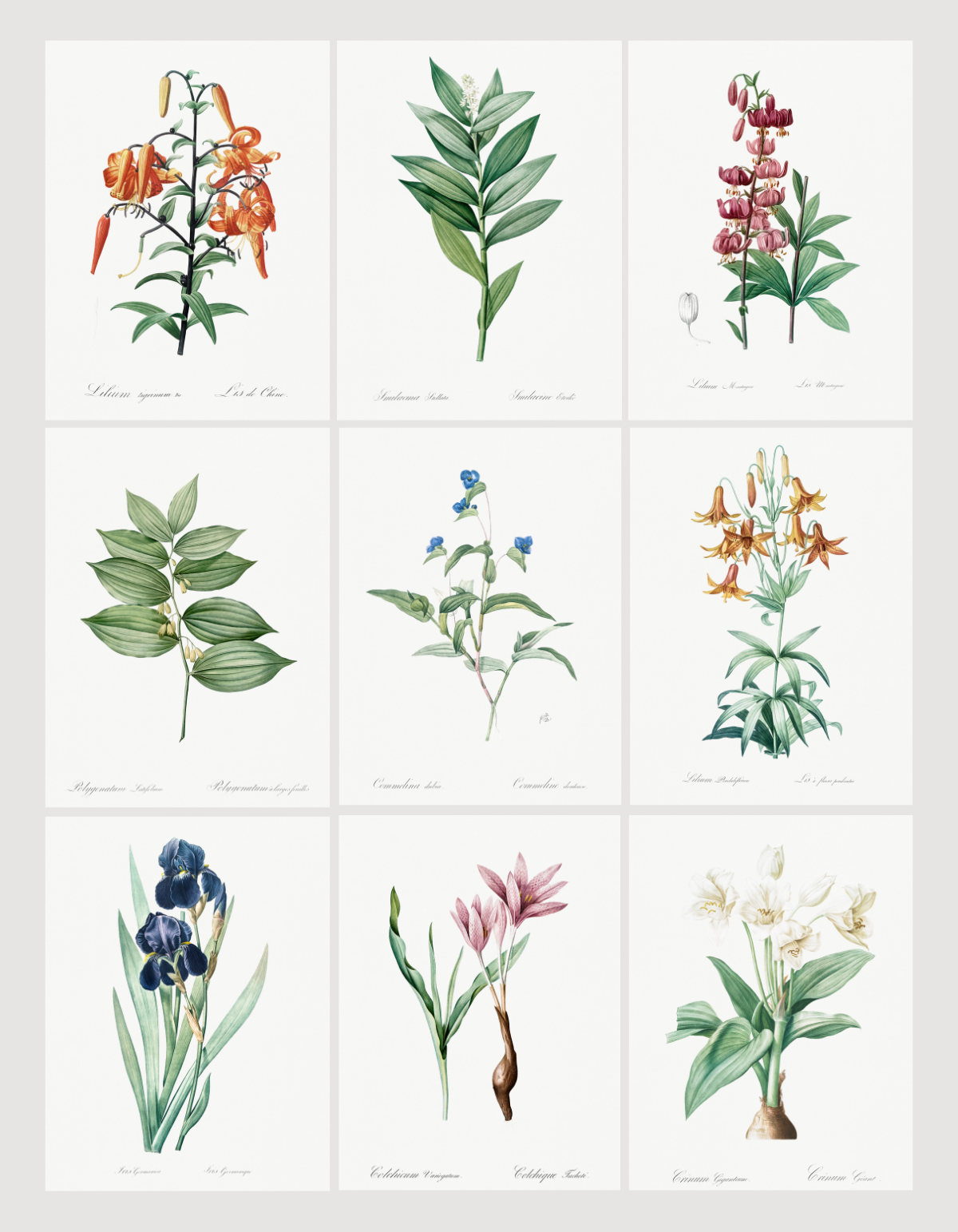 vintage botanical art prints